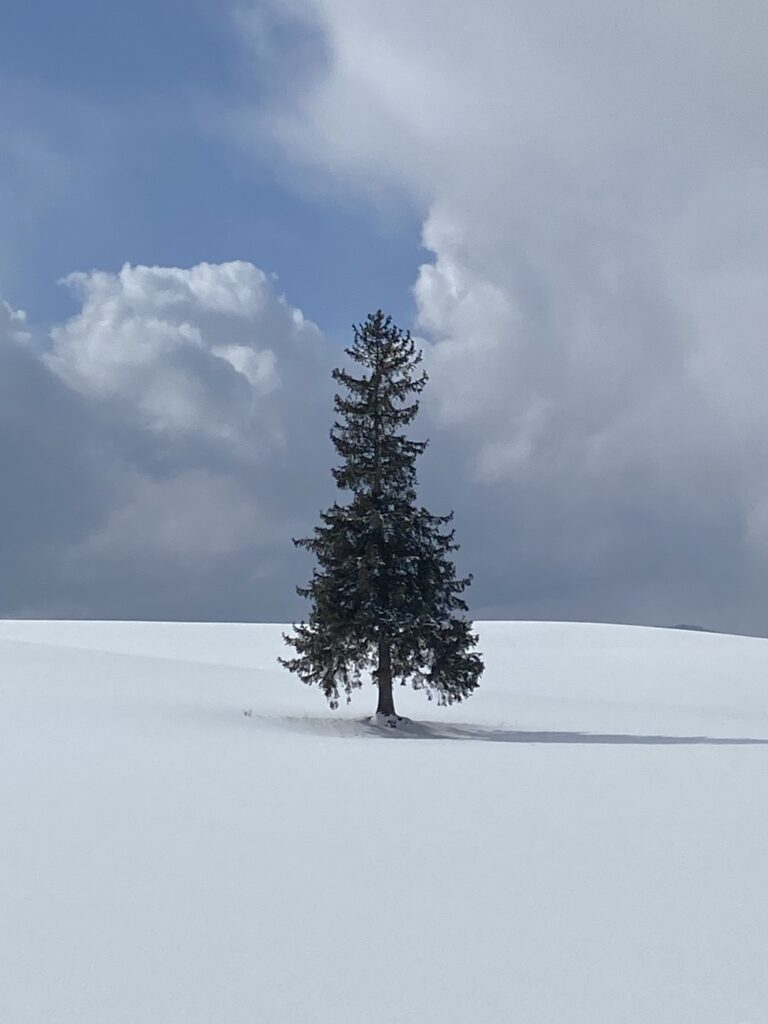Christmas tree famous in Biei